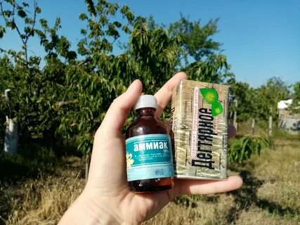 Дегтярное от тли