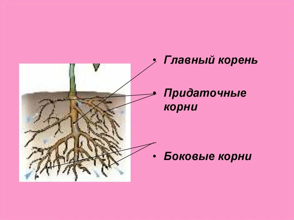 Боковой главный придаточный корневой. Главный корень боковой корень придаточный корень. Придаточные боковые и главный корень. Придаточные корни и боковые корни. Основной придаточный и боковые корни.