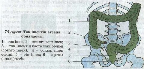 Әйелде үлкен қынап бар