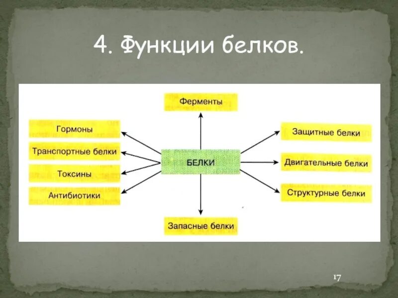 Функция структурная транспортная. Функции белков. Функции белков схема. Белки функции. Функции белков кластер.