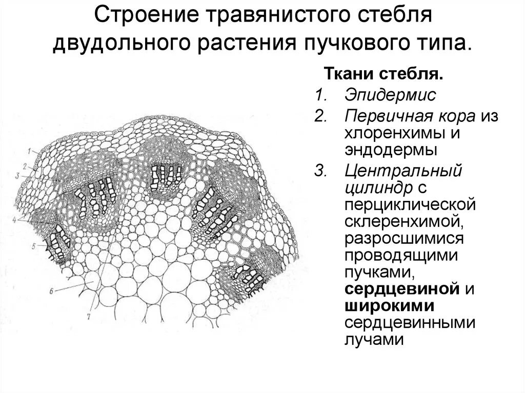 Анатомическое строение стебля травянистых растений. Анатомическое строение стебля двудольного травянистого растения. Анатомическая строение листьев двудольных. Пусковое строение стебля даудольного растения. Первичное строение стебля травянистого двудольного.