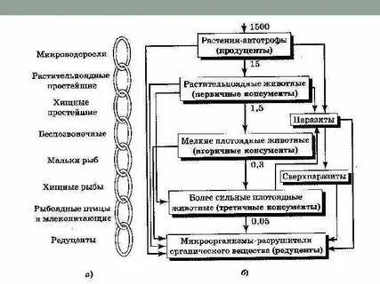 Редуценты продуценты консументы детритофаги