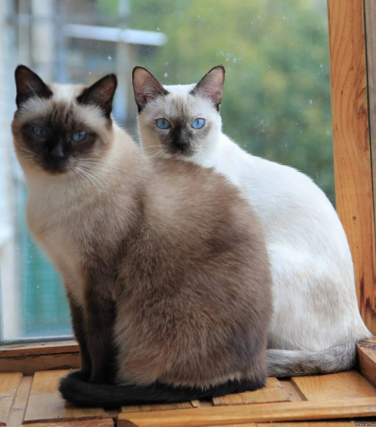 Породы сиамского окраса. Тайская кошка колор Пойнт. Тайский кот Блю Пойнт. Сиамская кошка Блю-Пойнт. Тайская порода кошек сил Пойнт.