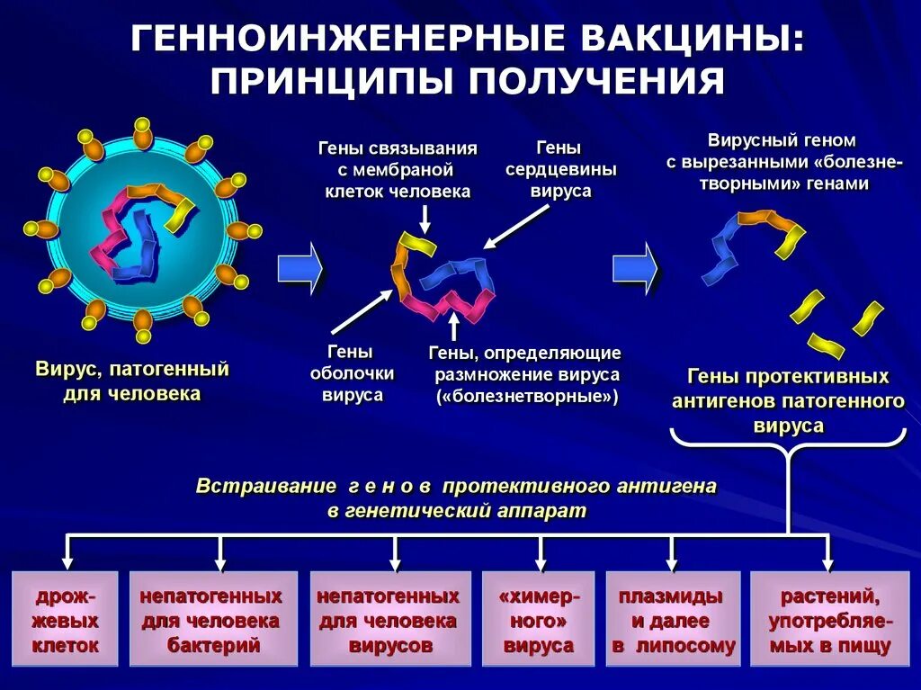 Бактерии в вакцине. Схема получения генно-инженерных вакцин. Этапы создания генно-инженерных вакцин. Схема получения ДНК вакцины. Генно-инженерные вакцины принципы получения применение.