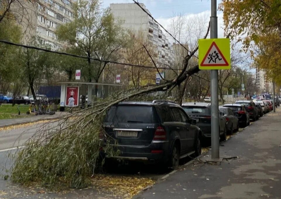 Ветер в москве деревья. Дерево упало на машину в Москве. Деревья Москвы. Сильный ветер в Москве. Упало дерево в Печатниках.