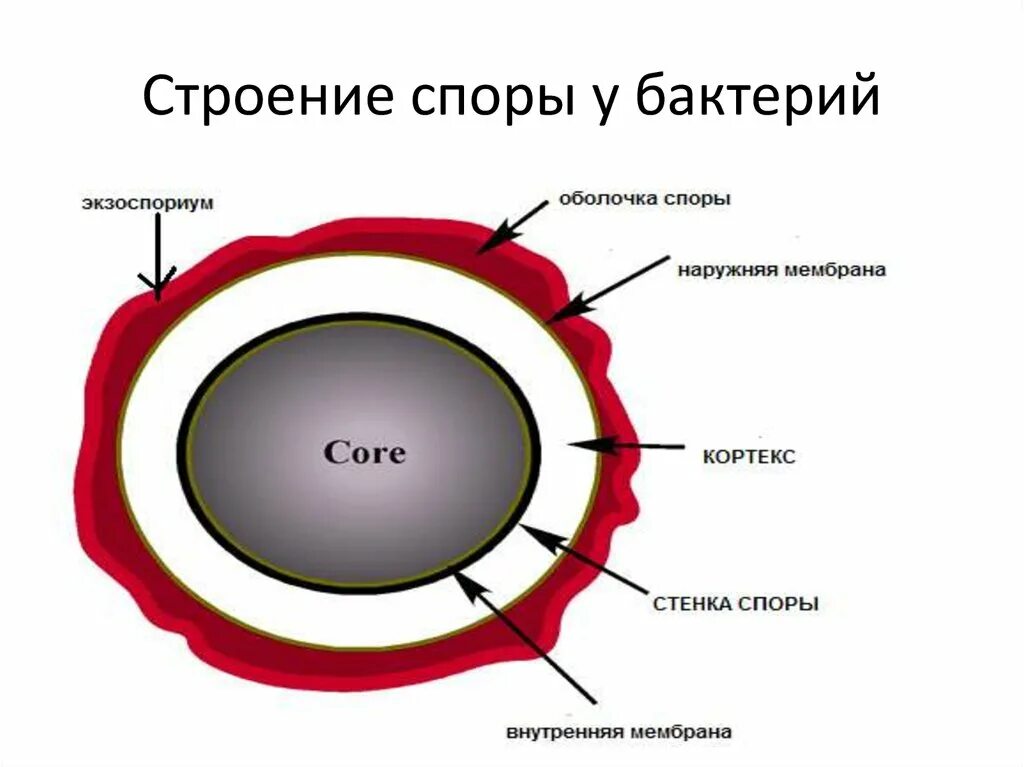 Спора у бактерий выполняет функцию. Схема строения споры. Спора бактерий строение. Споры бактерий, строение, условия образования. Оболочки спор бактерий.