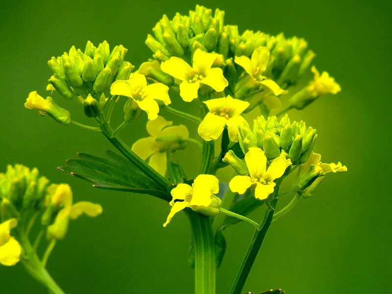 лесная сурепка. желтушник меловой. цвет крестоцветных. цветок крестоцветных. сурепка белая.