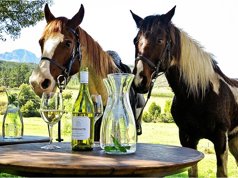 Horse drink. Вино с лошадью. Вино с лошадкой. КБ вино с лошадью.