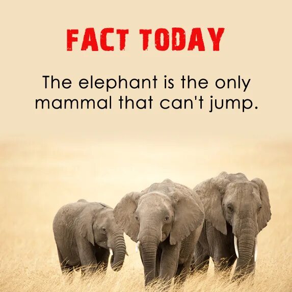 Elephants can`t Jump. An Elephant can 2 класс. An Elephant can Jump. A eleqhant can. An elephant can run