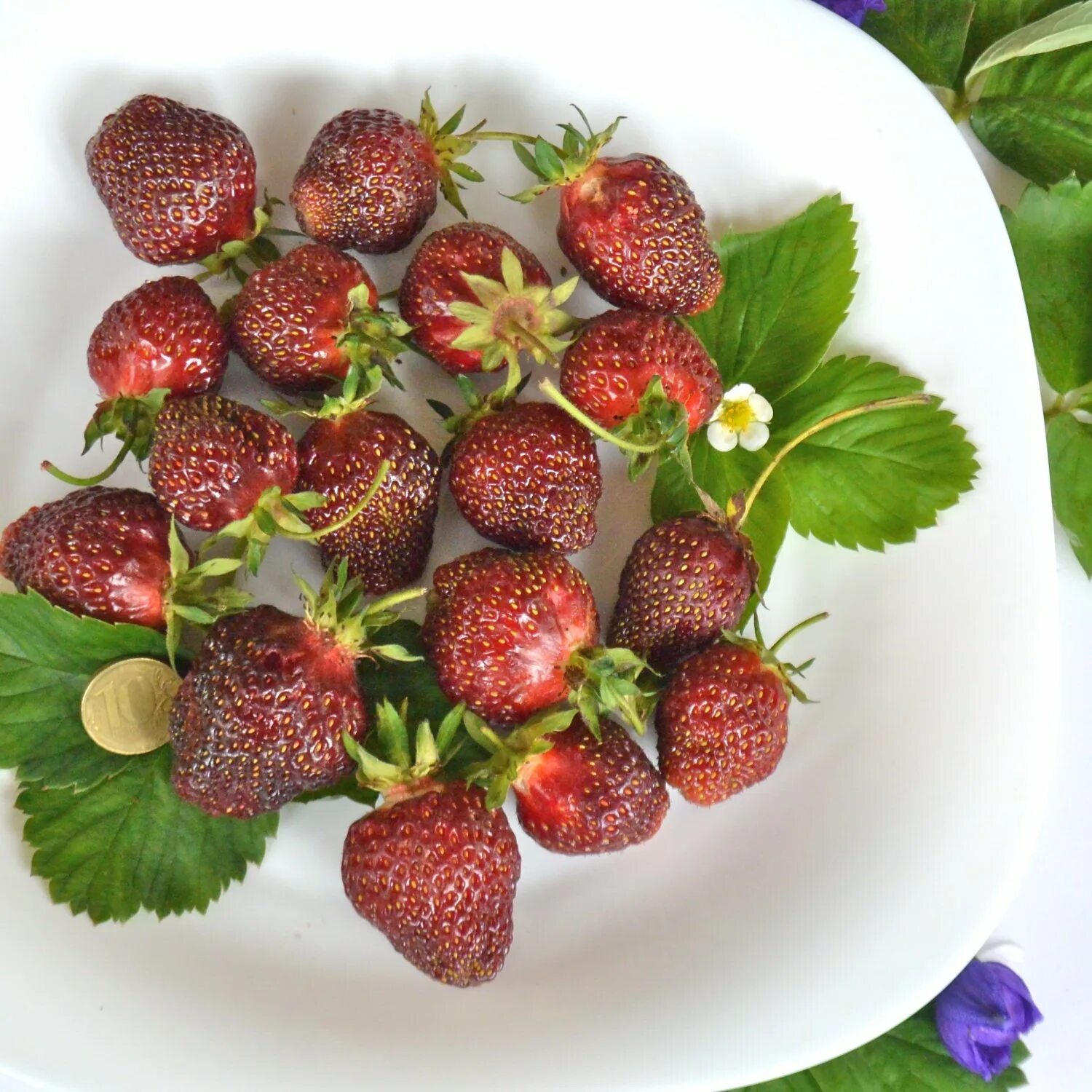 Плодоносящие сорта клубники. Клубника портола, ремонтантная. Плодоносящие сорта клубники. Плодоносящие сорта клубники. Земляника крупноплодная азия.