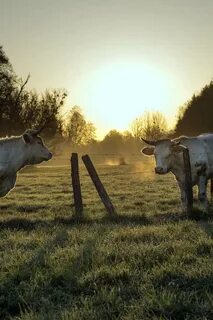 Летнее утро в деревне слышны мычание коровы