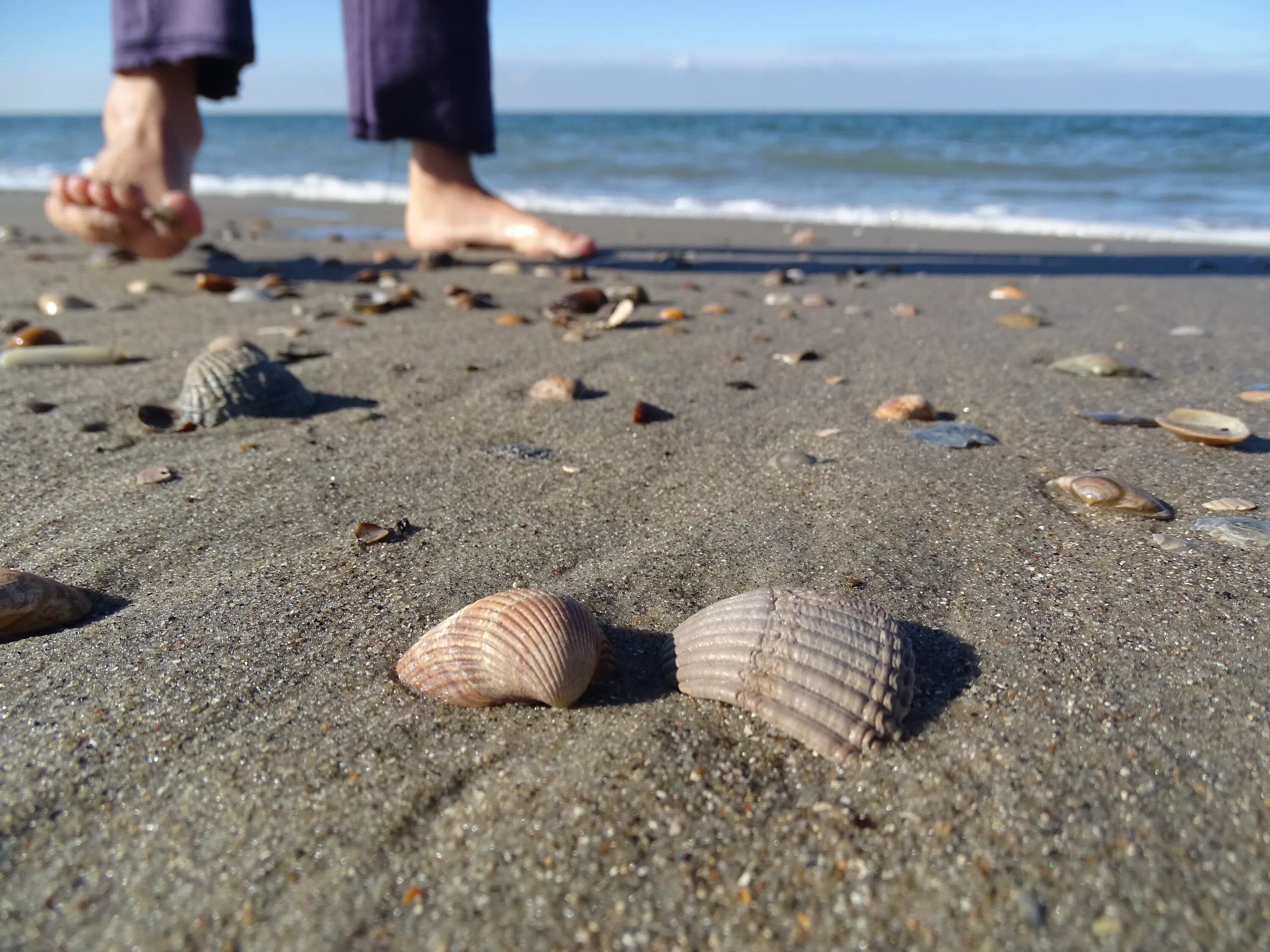 Ракушки на пляже. Ракушки на берегу моря. Морское побережье ракушки. Ракушка на морском берегу. Ракушки искать