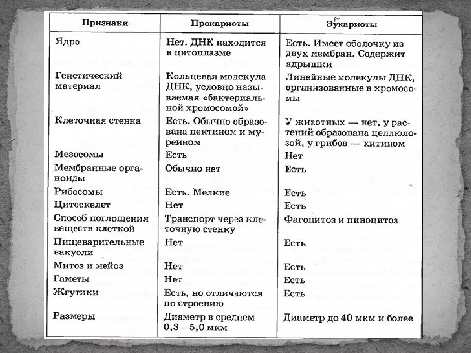 Отличия прокариот и эукариот таблица. Сравнение строения клеток эукариот и прокариот. Сравнительная характеристика клеток прокариот и эукариот таблица. Строение прокариот и эукариот таблица. Органоиды клетки прокариотов