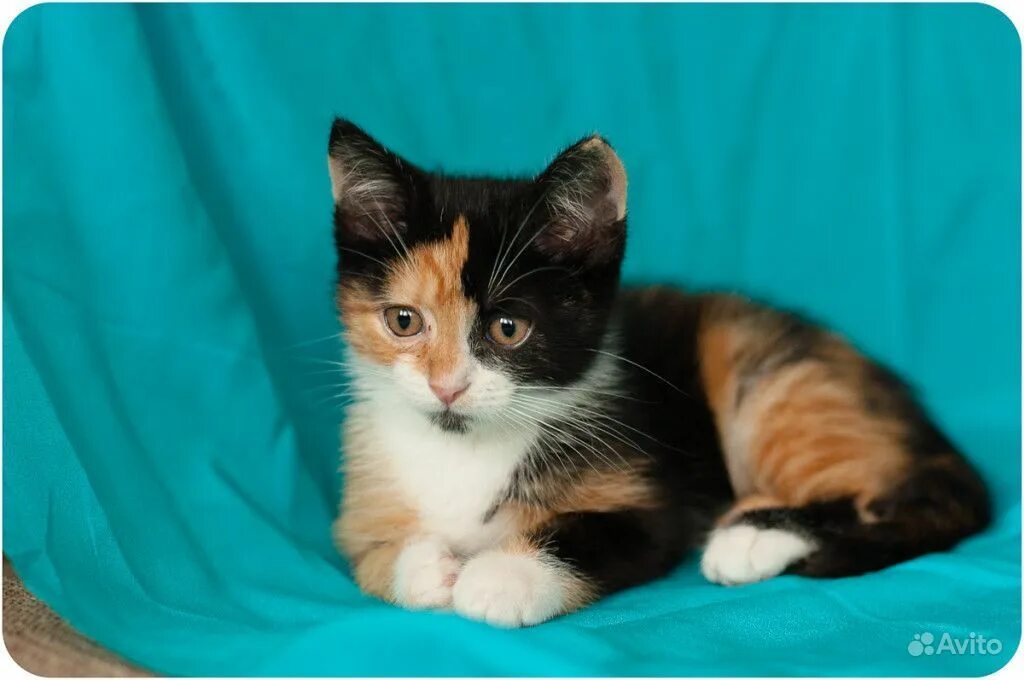 Какие котята родятся у трехцветной кошки. Британская трехшерстная кошка. Трёхцветная кошка катята. Котенок трехцветка. Британская кошка трехцветная.