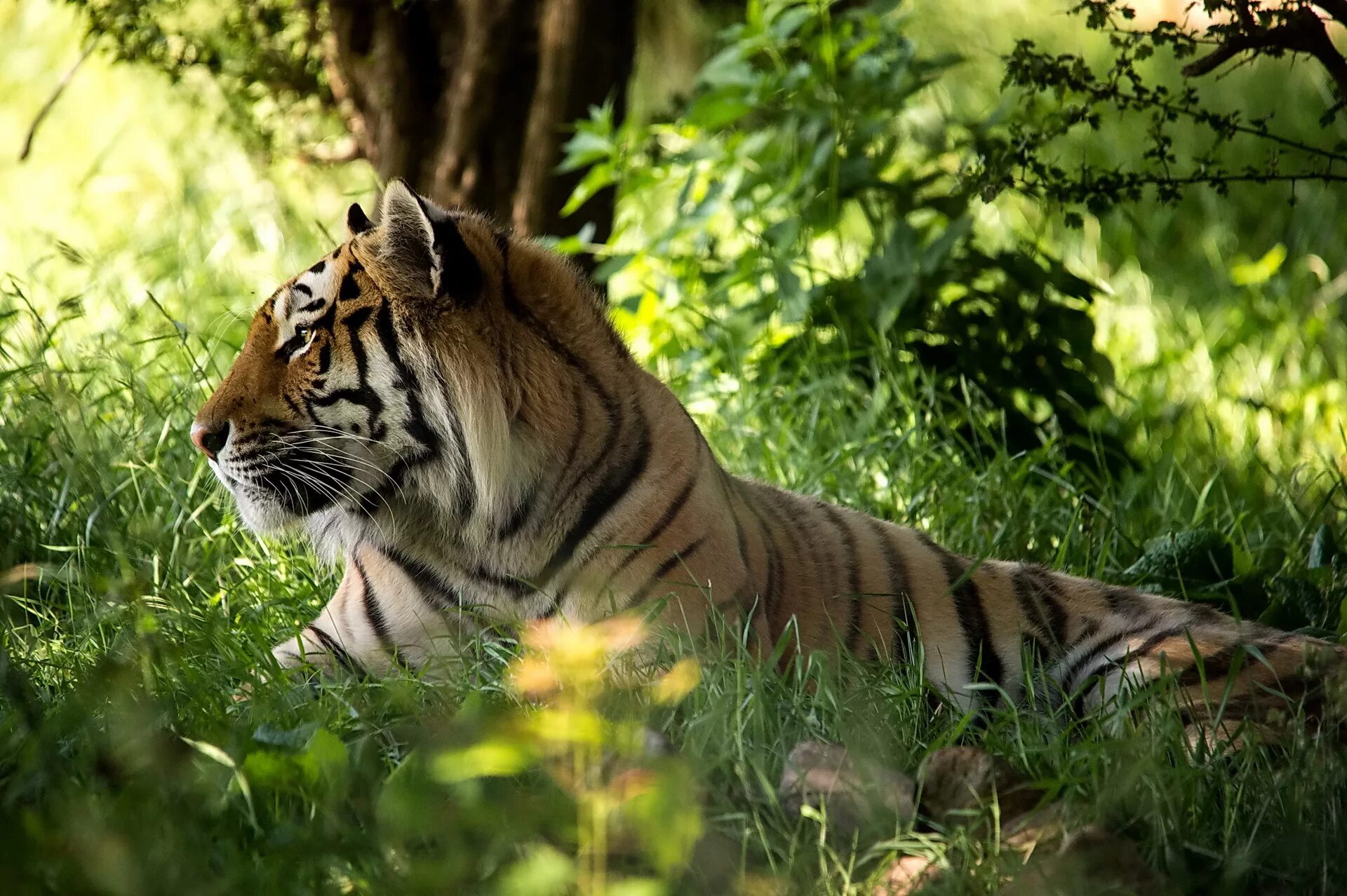 Красивая заставка тигр. Тигр 8к. Красивый тигр. Картинки на рабочий стол тигр. Тигр в природе.