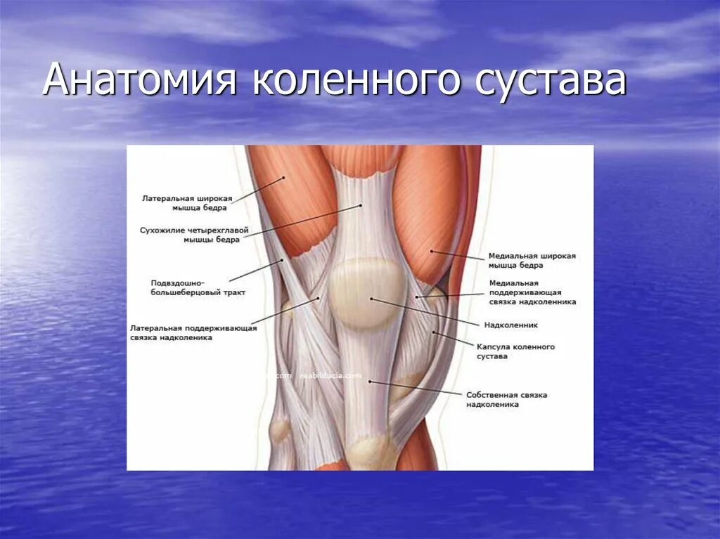 Строение колена у человека