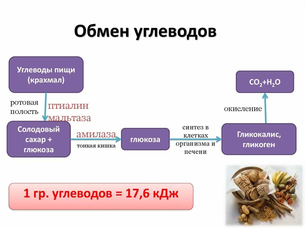 Белковый жировой и углеводный обмен. Обмен углеводов. Углеводный обмен. Углеводный обмен веществ. Углеводный обмен презентация.