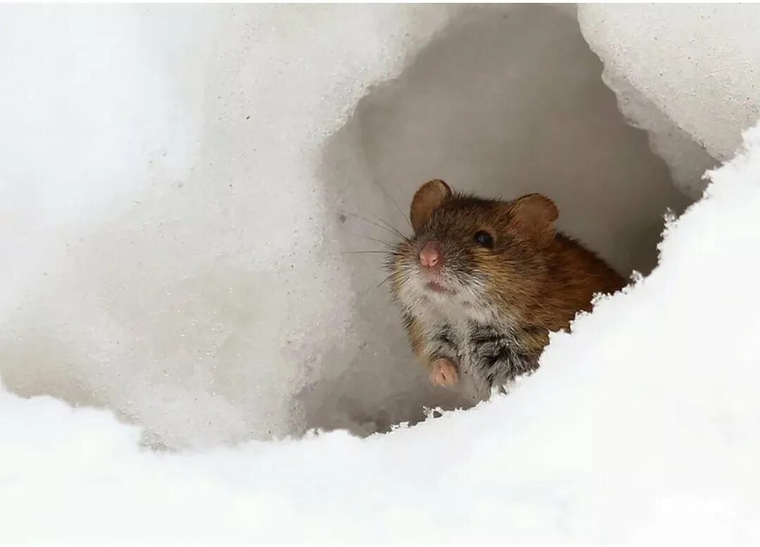 спят ли мыши зимой.
