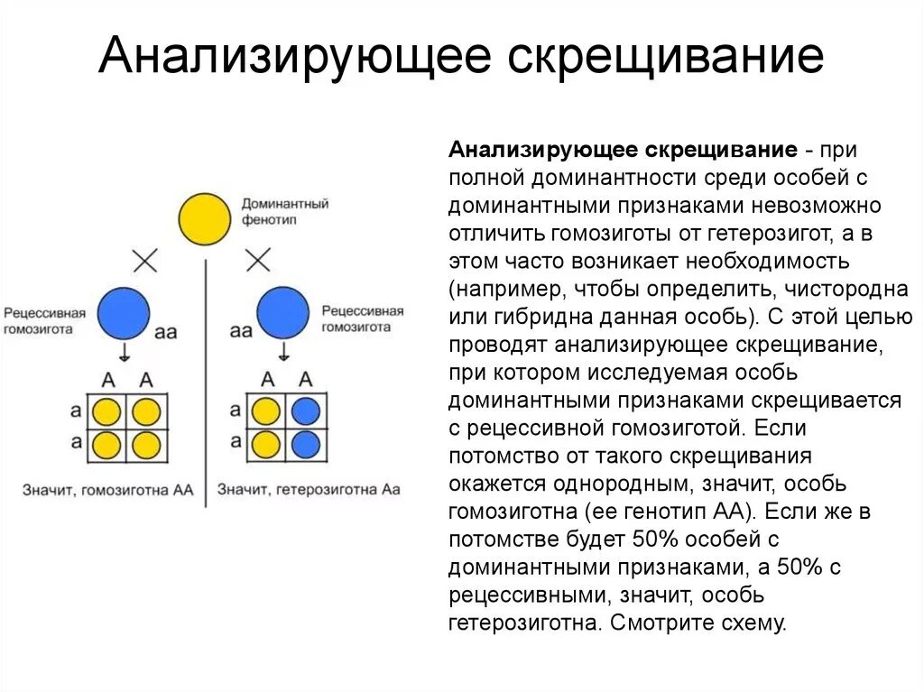 Определите вероятность в процентах появления рецессивной. Схема моногибридного скрещивания. Анализирующее моногибридное скрещивание схема. Генетическая схема анализирующего скрещивания. Схема наследования признаков при моногибридном скрещивании.