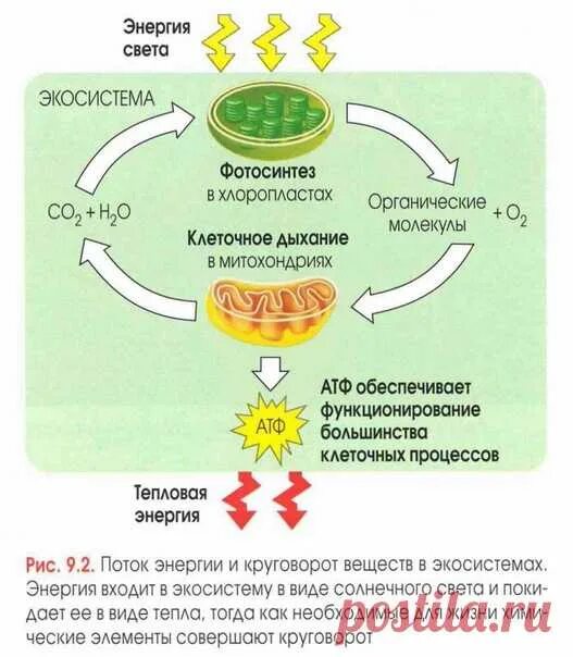 Схема круговорота веществ и потока энергии в экосистеме. Круговорот энергии в экосистеме. Круговорот веществ и энергии в экосистемах. Схема энергия в экосистеме.