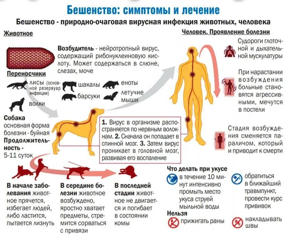 Через сколько проявляется бешенство у собак. Симптомы заболевания вируса бешенство. Характерные клинические признаки бешенства. Бешенство у человека симптомы от укуса собаки. Бешенство у человека симптомы инкубационный.