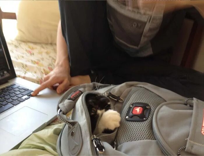 Рюкзак спящий котик. Залез в рюкзак. Уснул с рюкзаком.