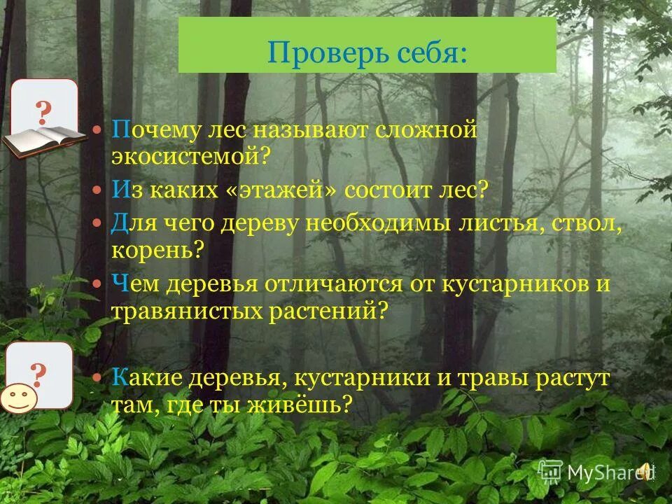 Из каких деревьев состоит лес. Хвойные и лиственные деревья для дошкольников. Из каких деревьев состоит лес. Лесной фонд россии. Из каких деревьев состоит лес.