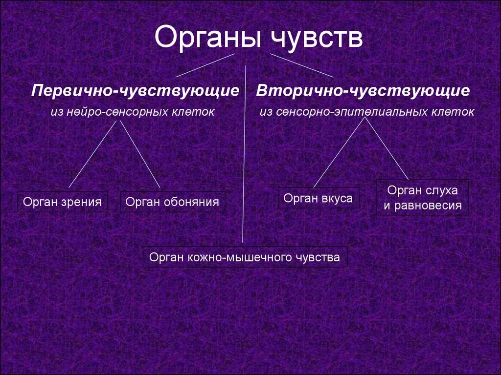 Два органы чувства. Классификация органов чувств анатомия. Классификация органов чувств гистология. Первичные и вторичные органы Чу. Первичные и вторичные органы чувств.