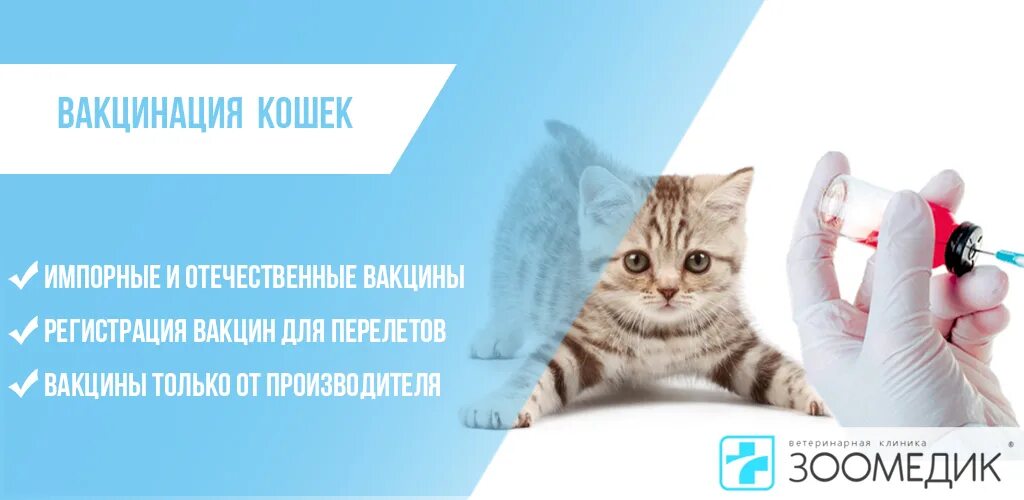 Клиника ЗООМЕДИК. График вакцинации котят. Вакцинация кошек очень важно. Ежегодная вакцинация кошек. Бесплатная вакцинация кошек в москве 2024