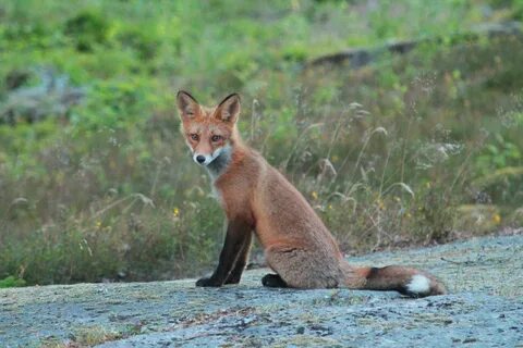 Fuchs ll