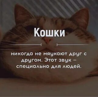 Котенок перестал мяукать