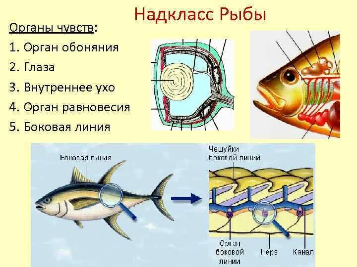 Строение органа слуха у рыб. Органы чувств у рыб 7 класс биология. Строение внутреннего уха рыбы. Внутреннее строение рыб органы чувств. Орган слуха у рыб ухо