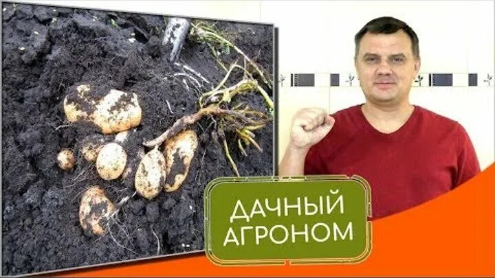 Дачный агроном картофель. Дачный агроном. Дачный агроном картофель. Дачный агроном картофель. Дачный агроном картофель.