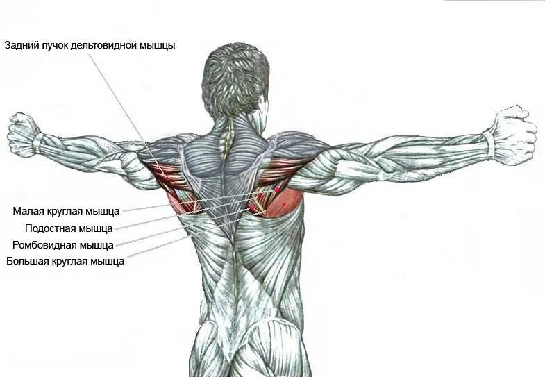 Задняя Дельта muscle. Задний пучок дельтовидной мышцы. Дельта задняя мышца плеча. Задние дельты мышцы упражнения для спины.