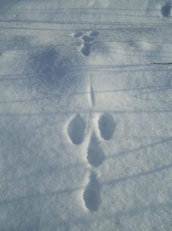 Видны заячьи следы. Следы животных на снегу зайца. Волчьи следы на снегу. Заячьи следы. Следы белки и зайца на снегу.