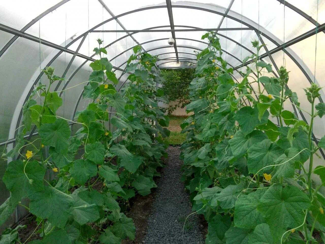 5 м. 3м выс. Огурцы в теплице. Теплица огурец 2. Теплица огуречник - каркас 2,1х1х3м.