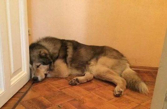Овчарка в квартире содержание. Овчарка в квартире содержание