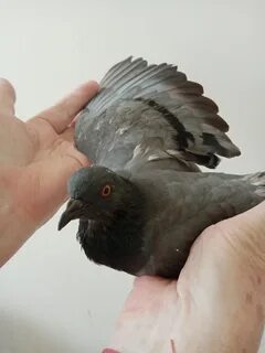 Голубка сорта