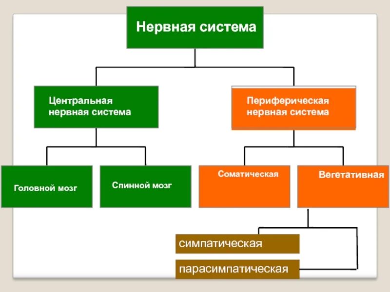 Иерархического соподчинения элементов нервной системы. Классификация нервной системы человека. Вегетативная нервная система кластер. Кластер нервная система. Классификация отделов нервной системы.