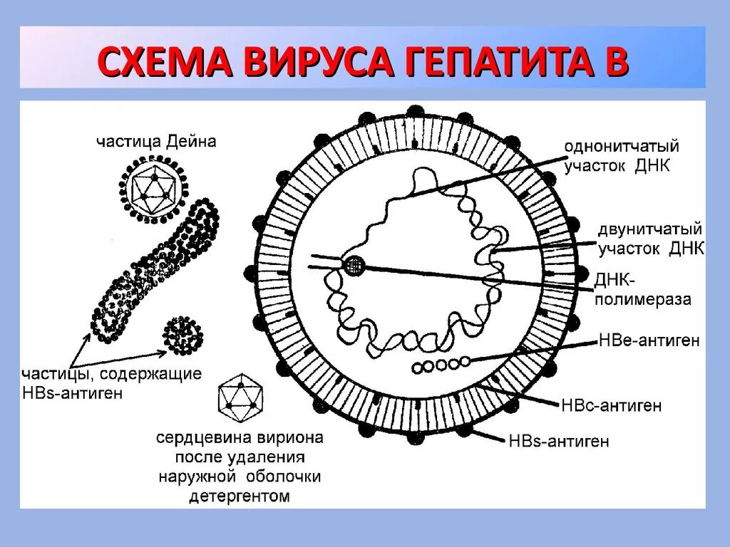 Вирус гепатита б схема. Морфологическая форма вируса гепатита в схема строения. Строение вируса гепатита с схема. Вирус гепатита а схема.