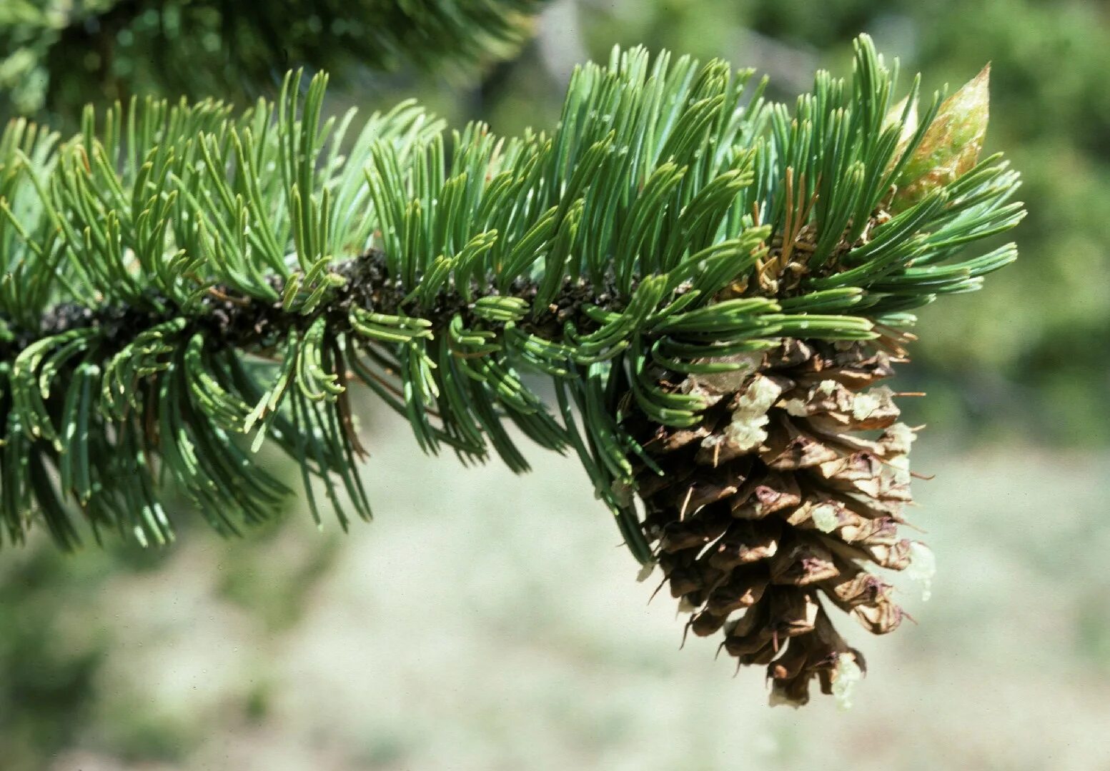 Долгожитель из хвойных. Pinus aristata. Сосна остистая (Pinus aristata). Сосна остистая шишки. Сосна обыкновенная габитус.