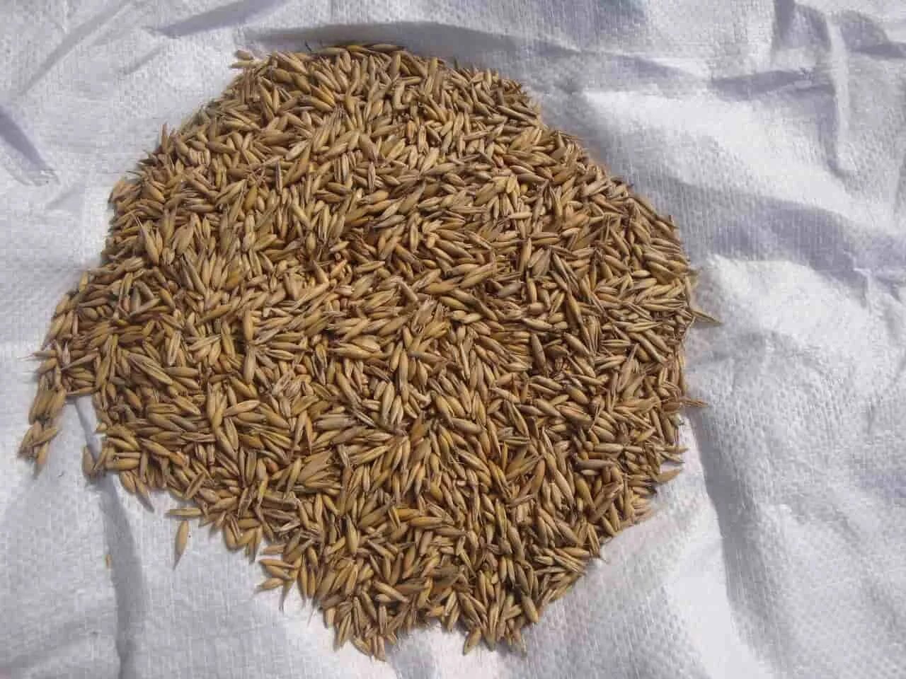 Из пшеницы получается 80 процентов. Мешок овса. Килограмм пшеницы. Пшеница в мешках. Мешок с зерном.