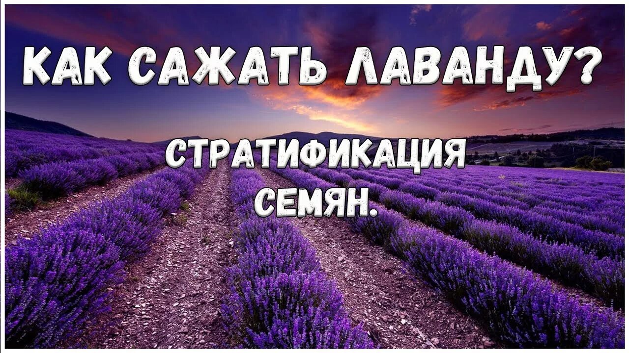 Стратификация семян лаванды в холодильнике как правильно. Стратификация лаванды. дистанция посадки лаванды. лаванда семена когда сажать. как садят лаванду на полях.