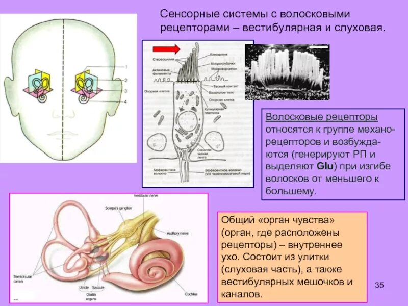 Отделы слуховой и вестибулярной сенсорных систем. Рецепторы слуховой сенсорной системы. Рецепторы вестибулярного анализатора. Рецепторы сенсорных систем вестибулярного аппарата. Чувствительные клетки внутреннего уха