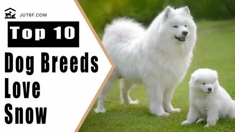 8 Dog Breeds That Love the Snow - Cold Weather Dog BreedsSnowmen, snow ange...