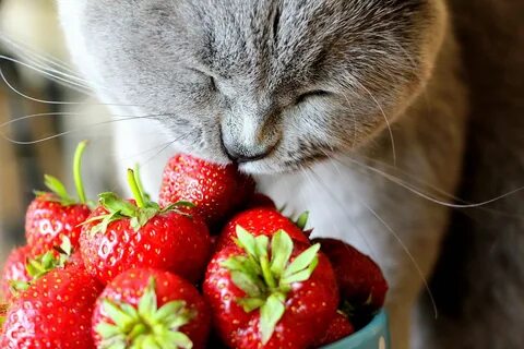 Cat fruits