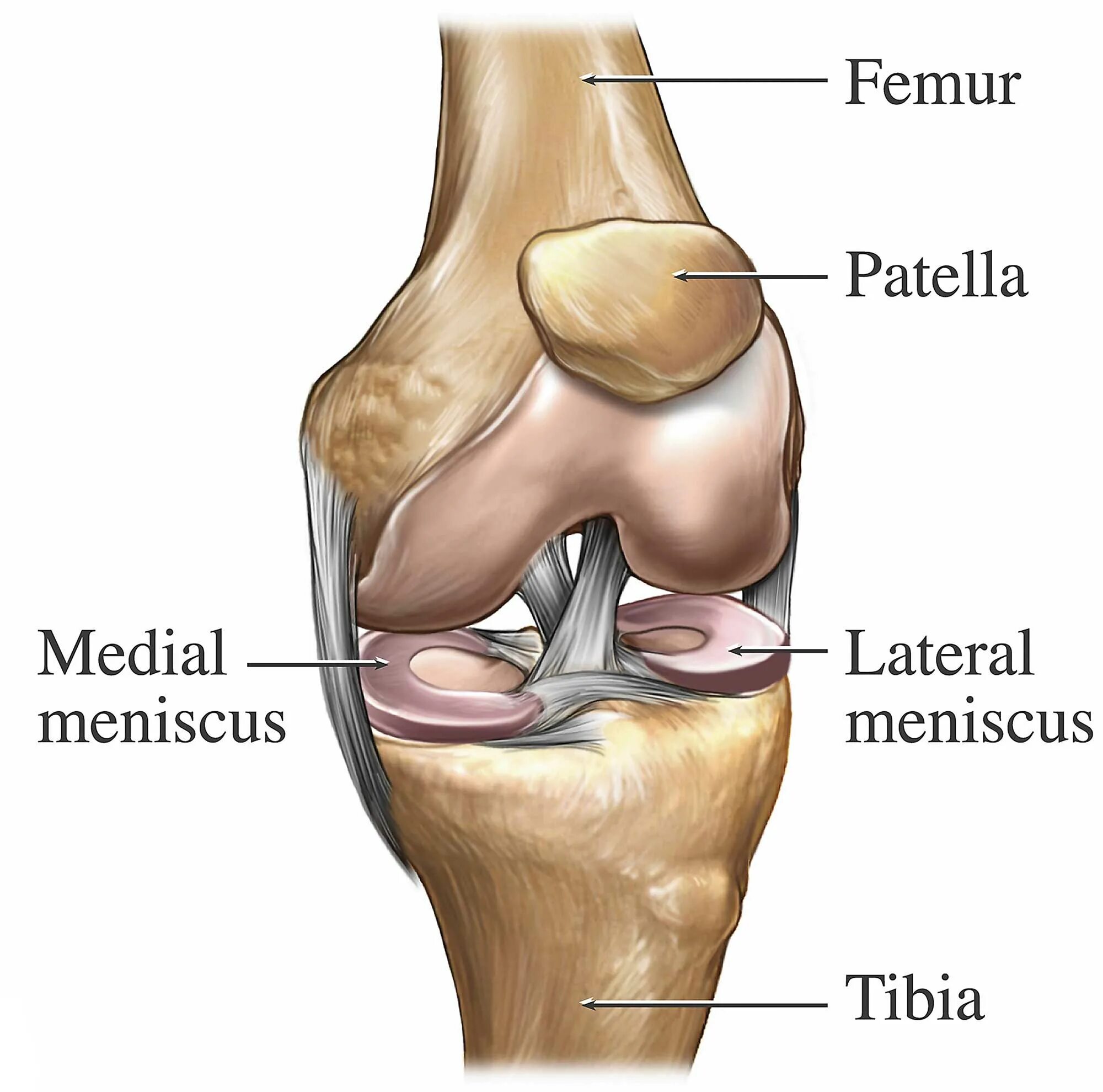 Внутри коленный сустав. Мениски коленного сустава анатомия. Мениски коленного сустава анатомия разрыв. Внутренний медиальный мениск. Мениск коленного сустава анатомия симптомы.