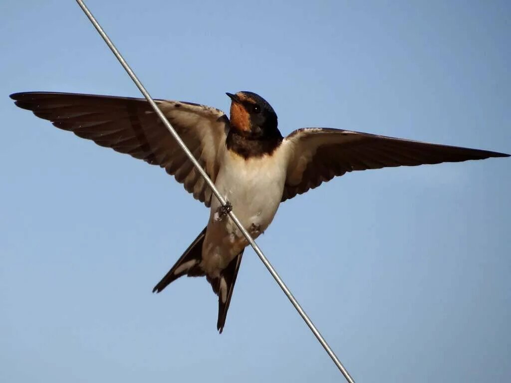 Деревенская Ласточка – Hirundo Rustica. Деревенская Ласточка Касатка. Амбарная Ласточка. Ласточка Перелетная птица. Изящную птицу ласточку