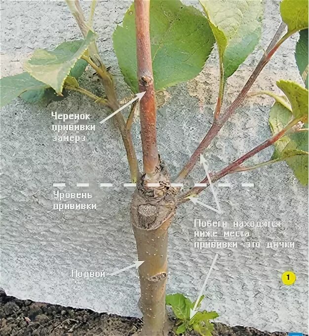 Саженец яблони дички. Прививка саженца яблони. Прививка яблони груша черешня абрикос. Привитый саженец яблони.