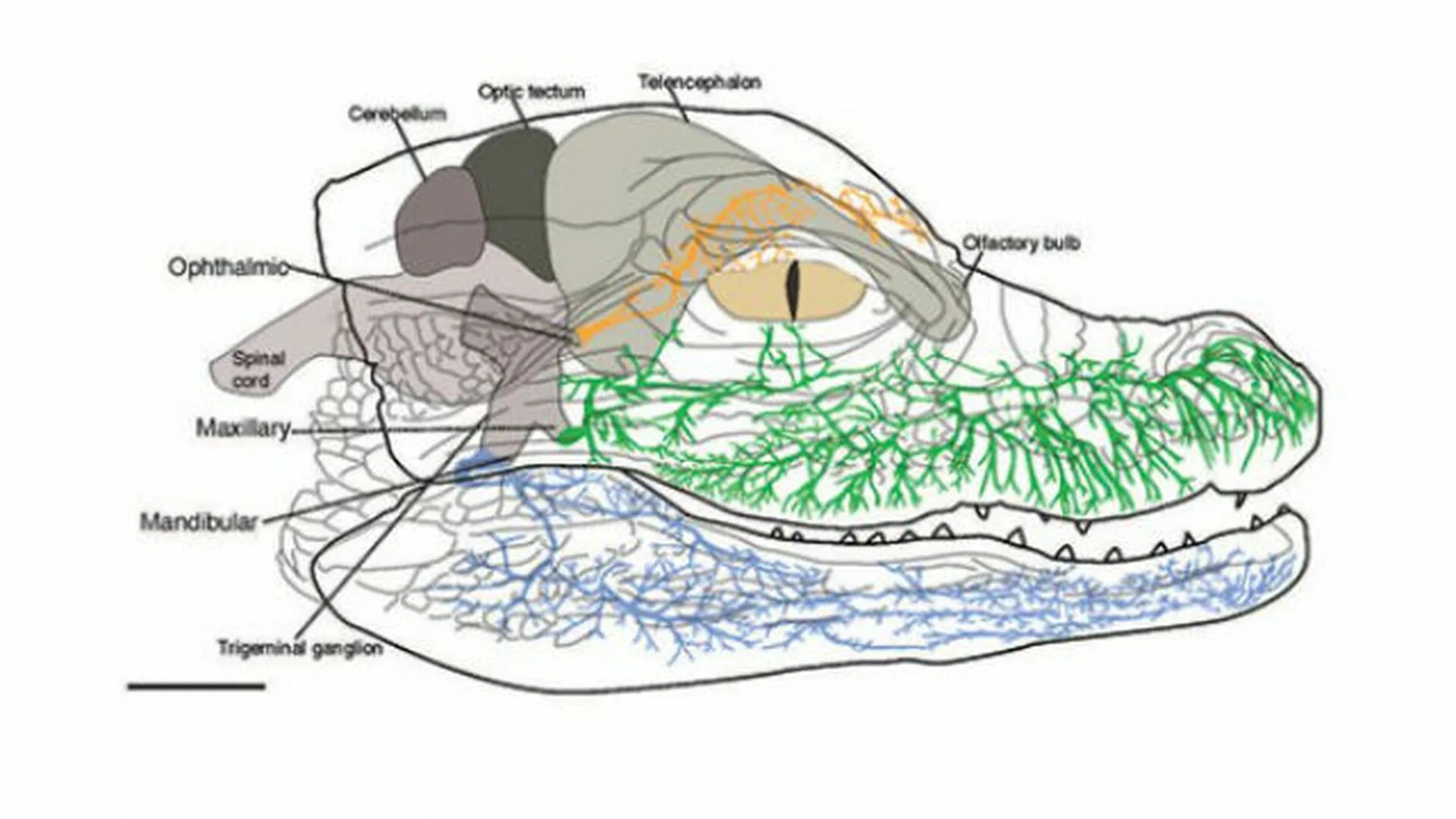 Строение головного мозга крокодила. Нервная система крокодила. Нервная система крокодила схема. Строение нервная системы у крокодила.